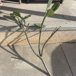 1 Plumeria Cutting 3.5’ $10