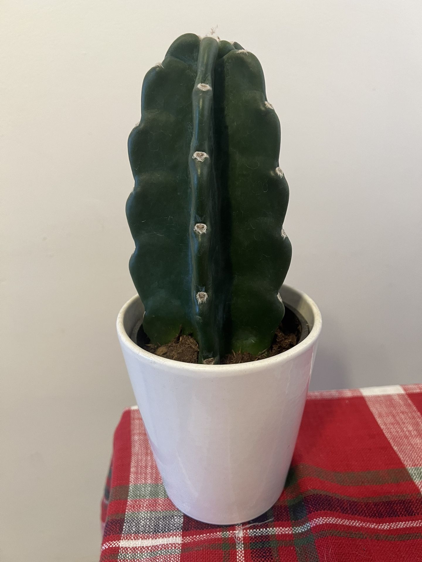 Cuddly Cactus