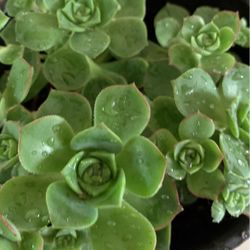 Mini Succulents