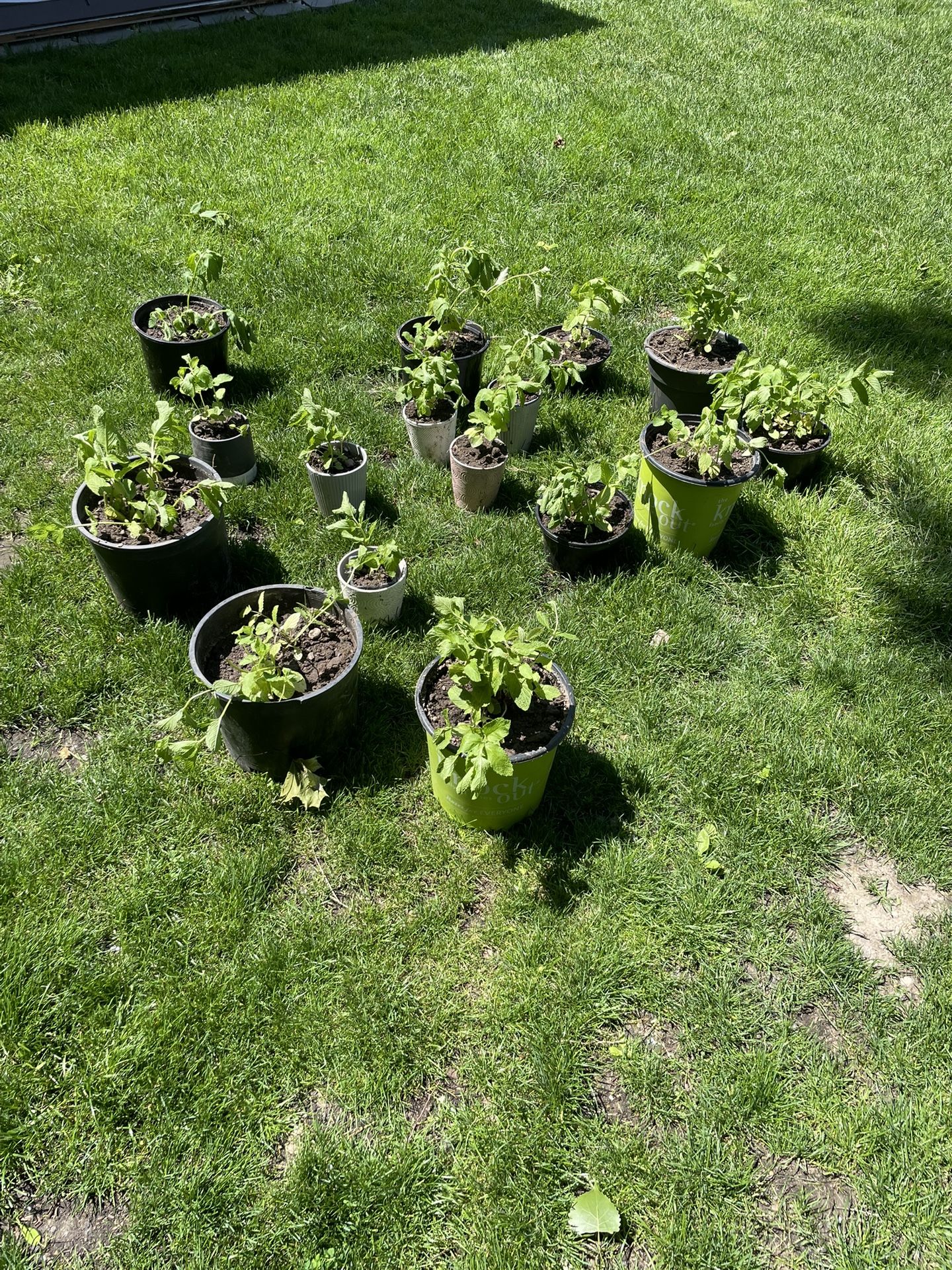 Fresh Mint