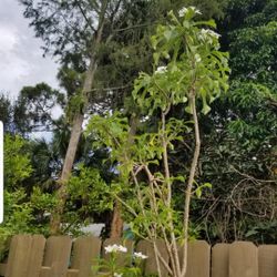 15 Feet tall White Plumeria Pudica $50.