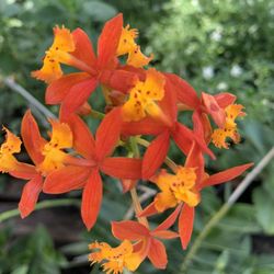 Fire Star Orchid Plant 