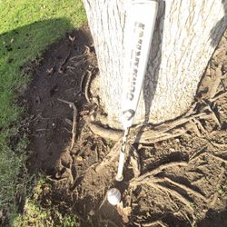 Demarinni "Big Barrell  31 inch Baseball Bat. Located in Glendora