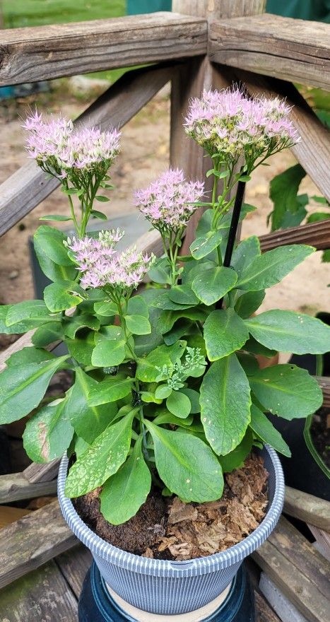 Sedum Plant