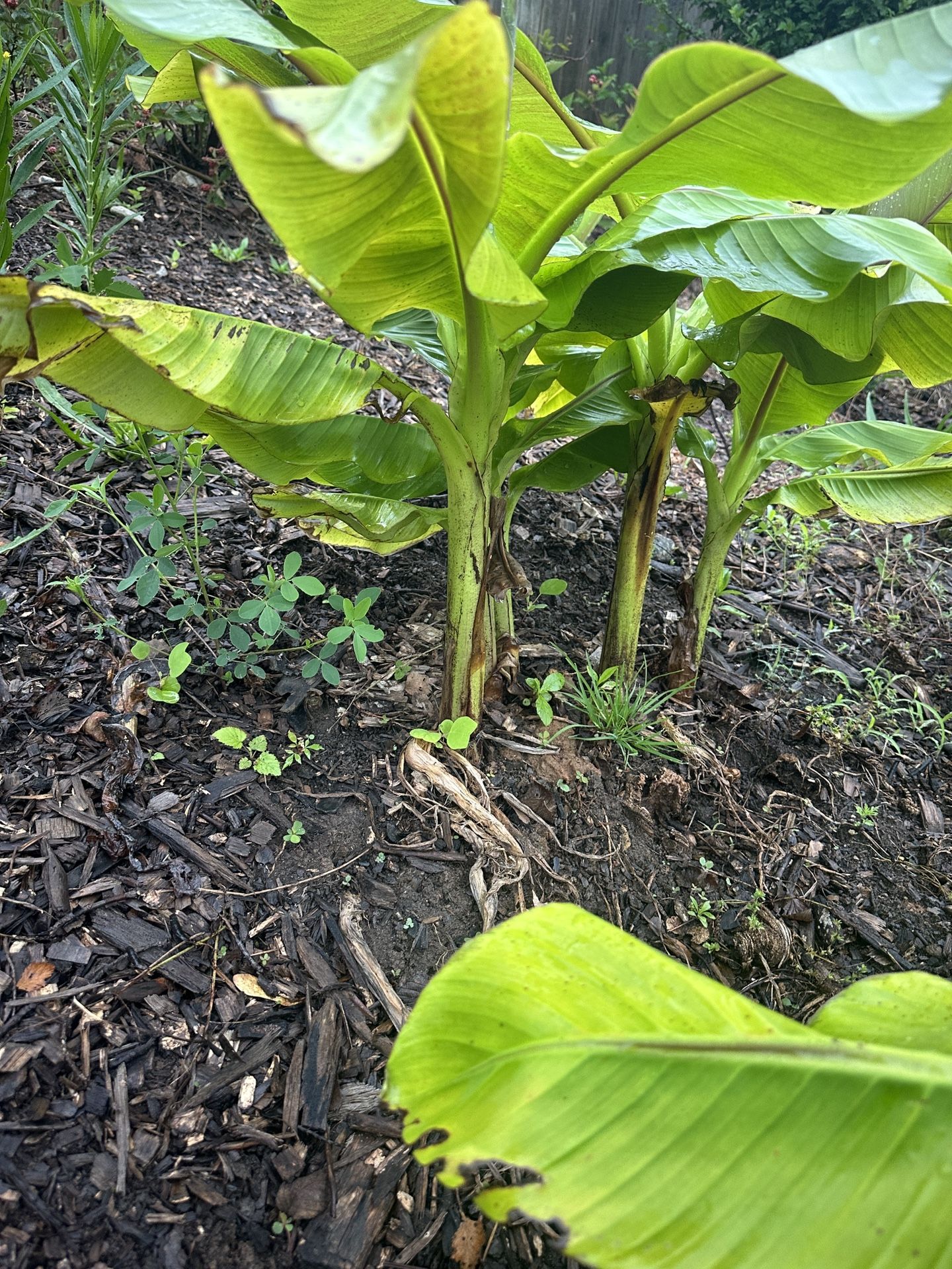 Banana Plant