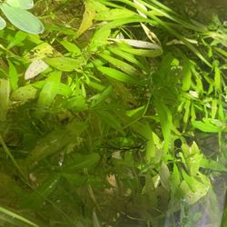 Hygrophila Aquarium Plant Easy To Grow