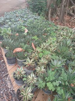 Cactus sale! $8
