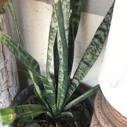 Snake Plant Sanseveria