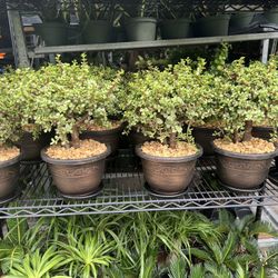 Bonsái Jade In 8” Pot. SPECIAL PRICE 🤩