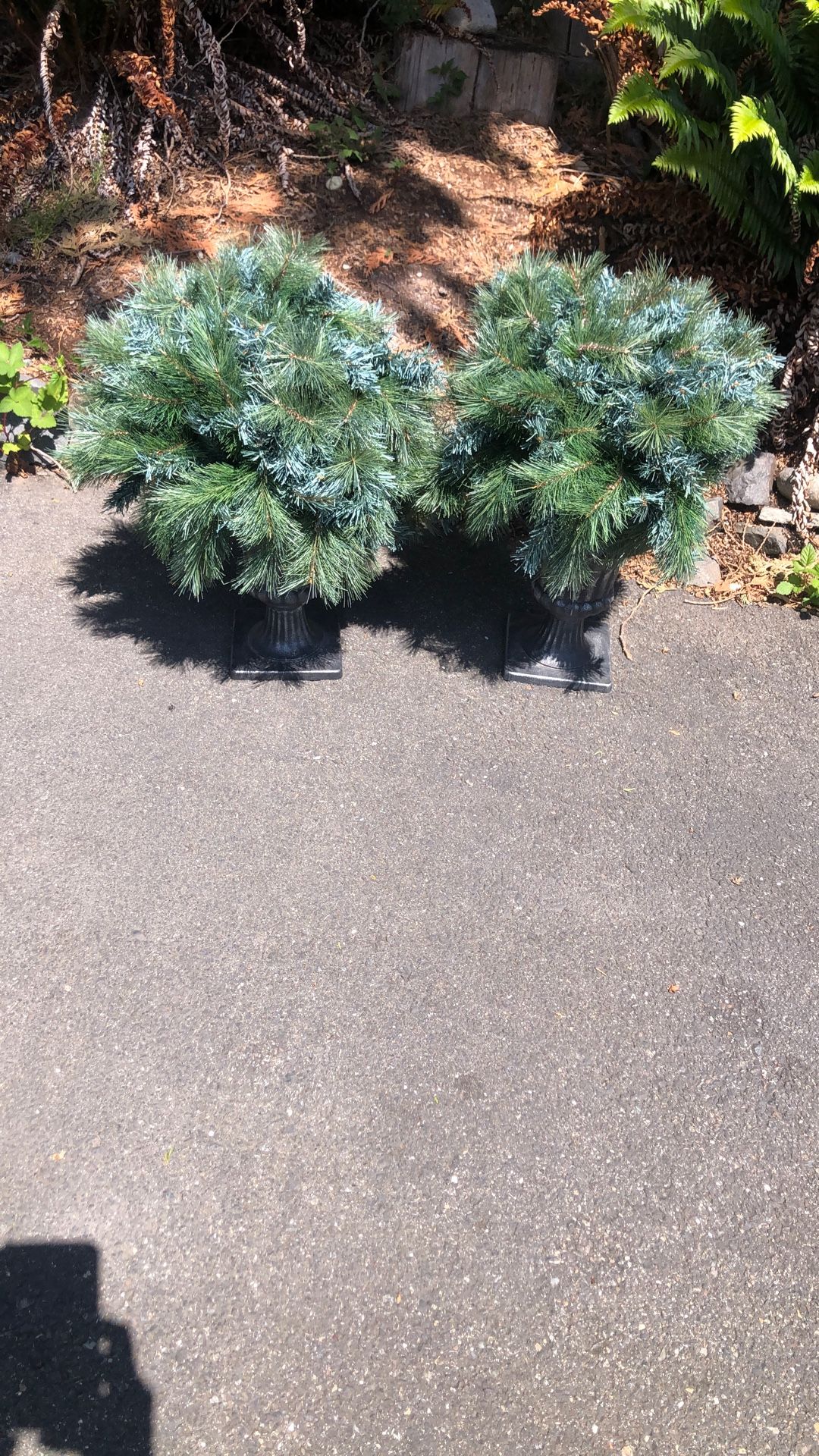 Two Topiaries