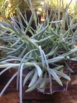 Succulent