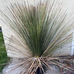 Mexican Grass Trees 