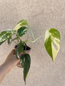 Albo Epi plant