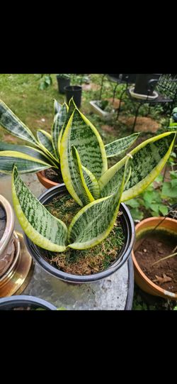Plants