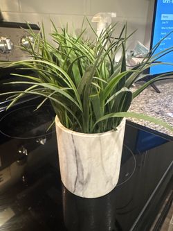 Plants & kitchen decor