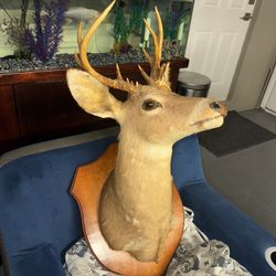 Deer Head Taxidermy Mount 