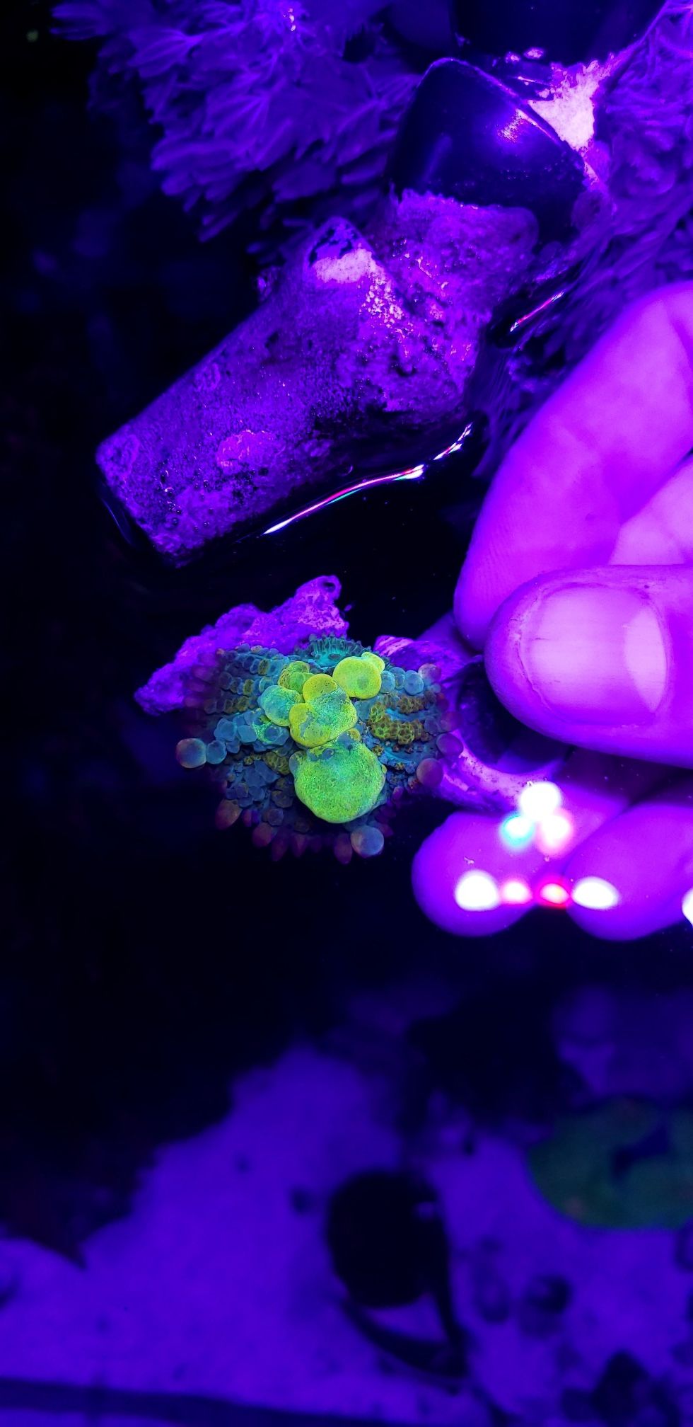 Wwc biohazard bounce mushroom . Corals . Live . Aquarium. Sps. Lps.
