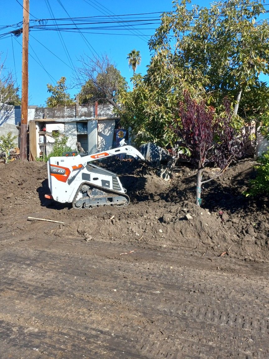 Bobcat