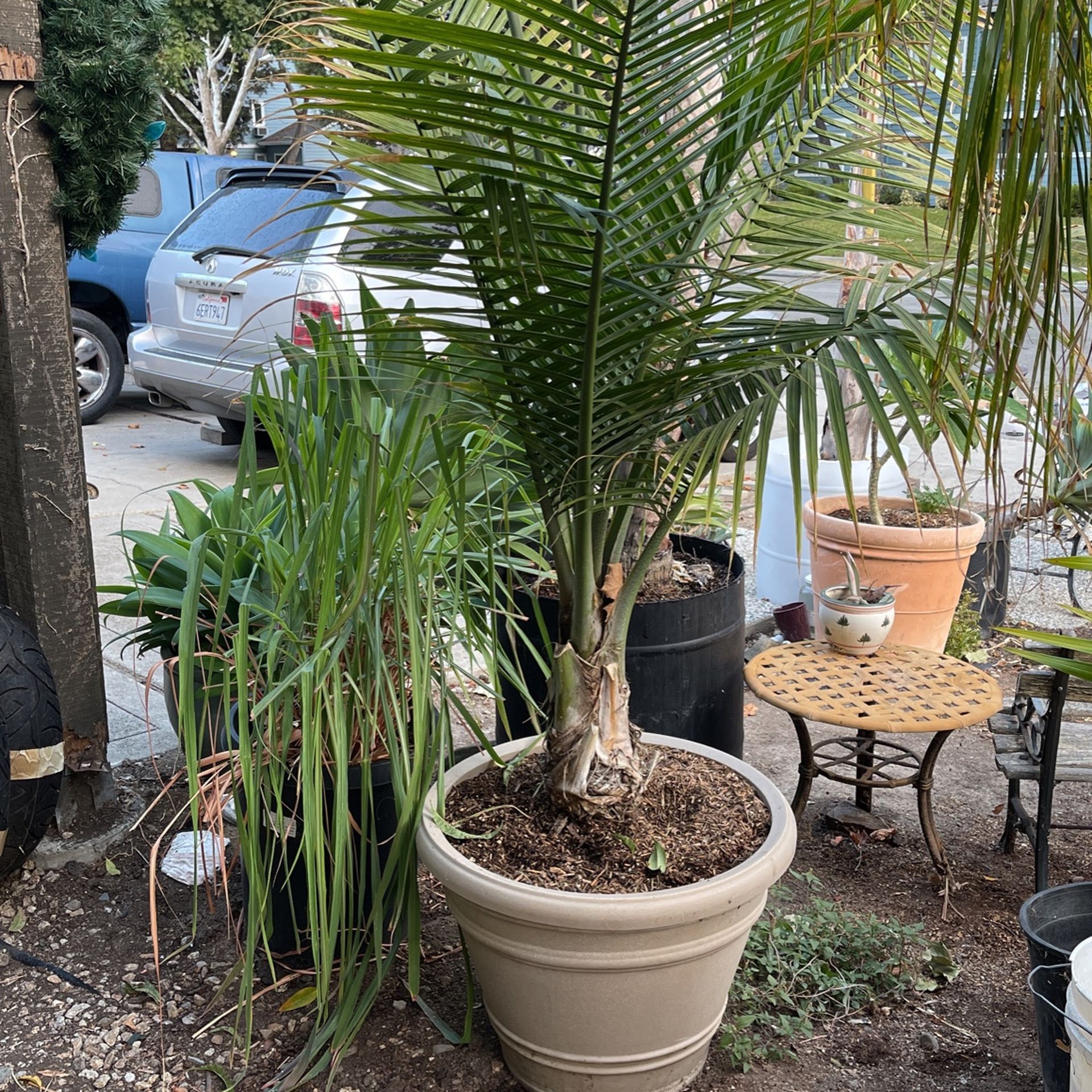 Outdoor 7 foot mini palm 7ft  Potted