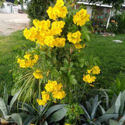 Plant Tronadora También Conosida Cómo Retama