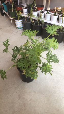 Citronella Mosquito Plant
