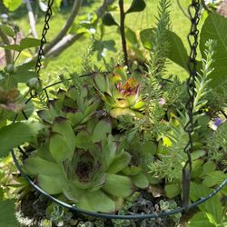 Large  Succulent Hanging Baskets