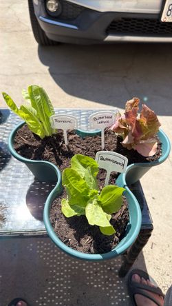 Lettuce mix -potted $10