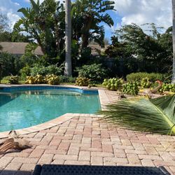 Coconuts Fresh Off Trees