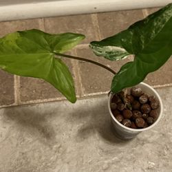 Variegated Syngonium  Albo  Plant (rooted)