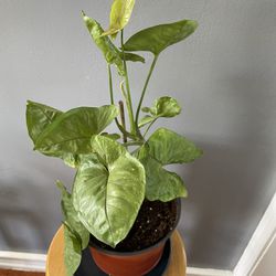 Indoor/outdoor Plants 