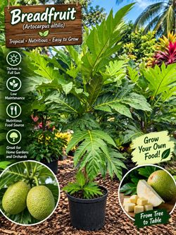 Breadfruit tree