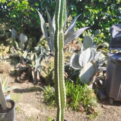Peruvian Apple Cactus Plant