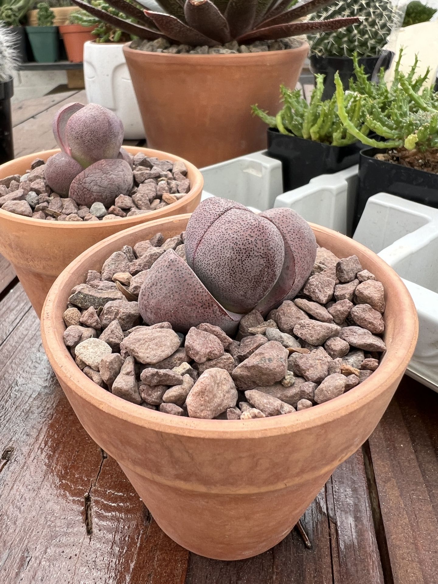 Pleiospilos nelii 'Royal Flush' - Split Rock Succulent