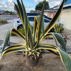 Very large Agave americana ‘Marginata’