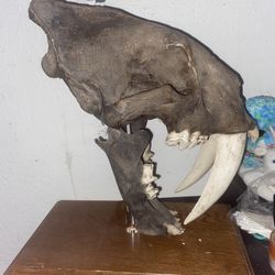 Saber Tooth Tiger (smilodon) Skull Cast 