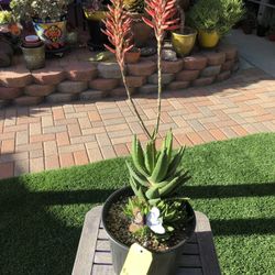 Variegated Gold Tooth Aloe Succulent Plant 