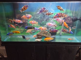 Fish Tank Decoration Filter