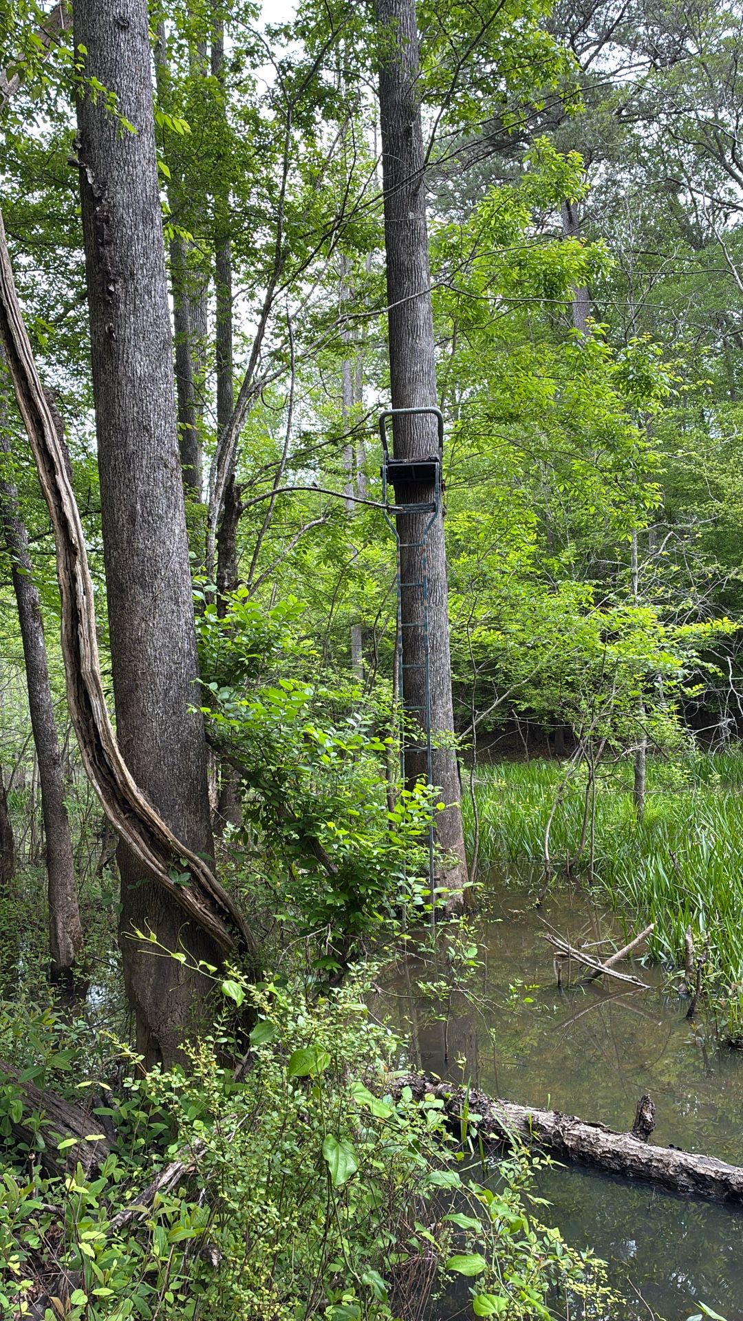 12 Foot Deer stand