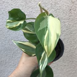 Beautiful Philodendron Rio Sport Plant