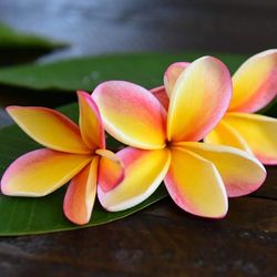 Nebels Rainbow Plumeria 