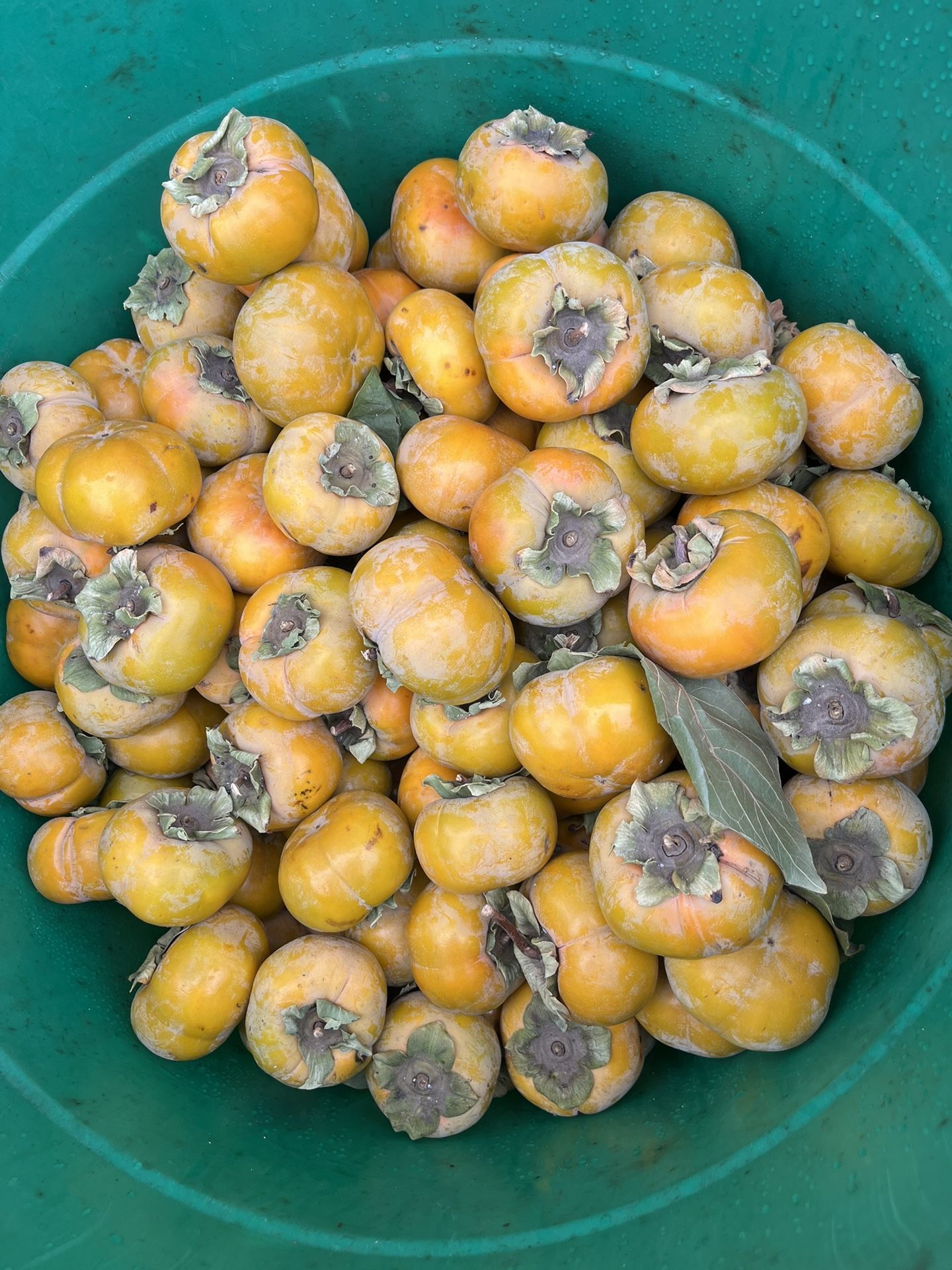 Persimos $2 La Libra.  