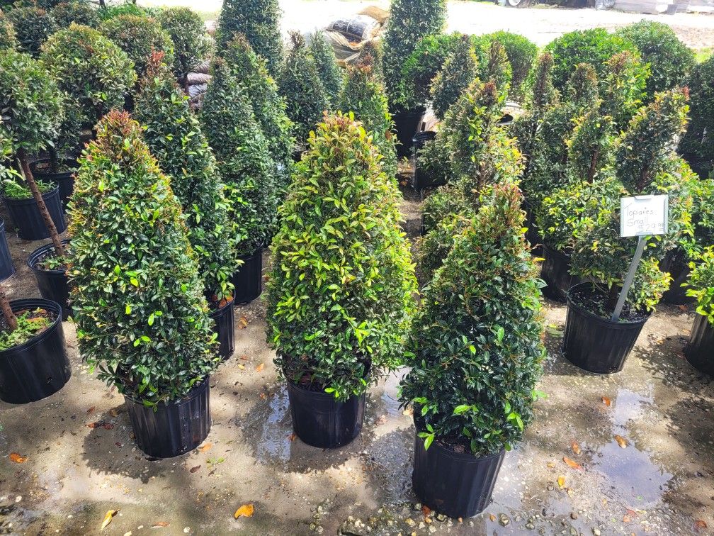 TOPIARIES SMALL