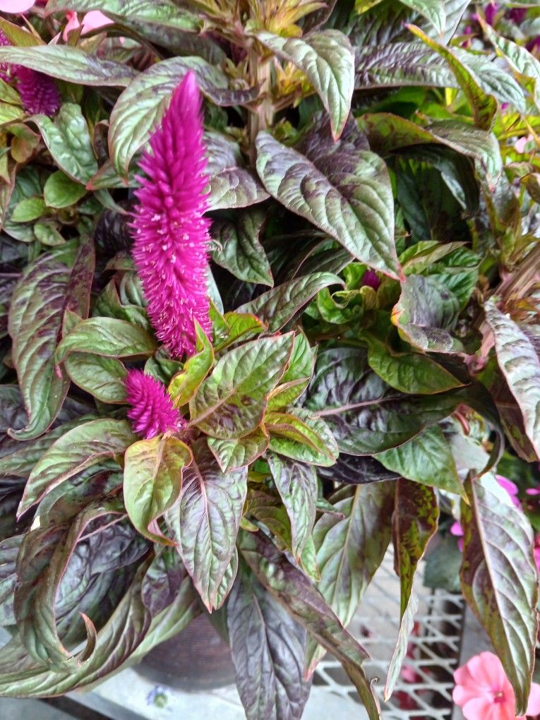 Potted Plant