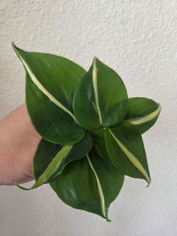 Philodendron Silver Stripe Plant Cuttings