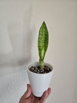 Live Snake plant