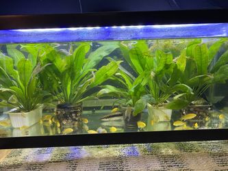 Aquarium Plants/decorations For Freshwater Fish Tanks