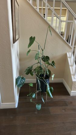 Monstera 5ft