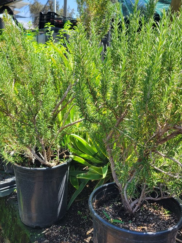 Epipremnum Pinnatum Aurea flame ( Rooting ) for Sale in Moreno Valley, CA -  OfferUp