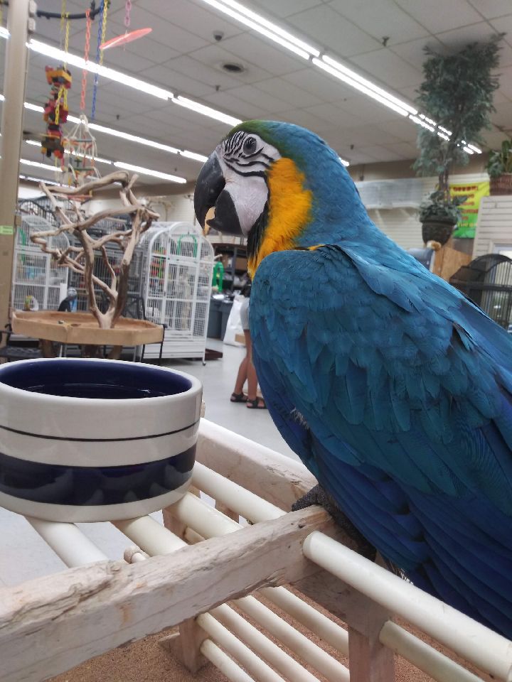 Macaw