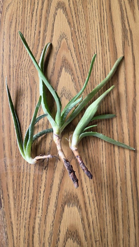 Baby Aloe Vera Plants 3